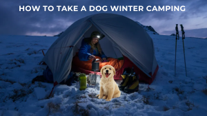 How to Take A Dog Winter Camping