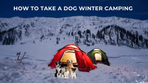 How to Take A Dog Winter Camping